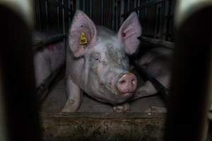 Sow in cage - Captured at Gowanbrae Piggery, Pine Lodge VIC Australia.