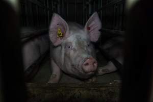 Sow in cage - Captured at Gowanbrae Piggery, Pine Lodge VIC Australia.