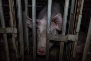 Sow in cage - Captured at Gowanbrae Piggery, Pine Lodge VIC Australia.