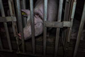 Sow in cage - Captured at Gowanbrae Piggery, Pine Lodge VIC Australia.