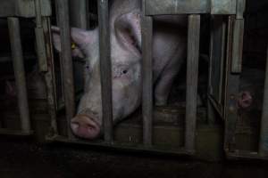 Sow in cage - Captured at Gowanbrae Piggery, Pine Lodge VIC Australia.