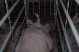 Sow in cage - Captured at Gowanbrae Piggery, Pine Lodge VIC Australia.