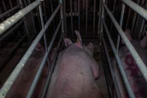 Sows in cages - Captured at Gowanbrae Piggery, Pine Lodge VIC Australia.