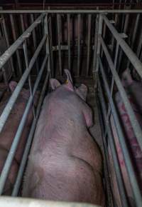 Sows in cages - Captured at Gowanbrae Piggery, Pine Lodge VIC Australia.