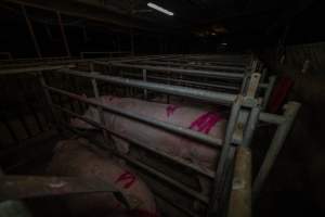 Sows in cages - Captured at Gowanbrae Piggery, Pine Lodge VIC Australia.