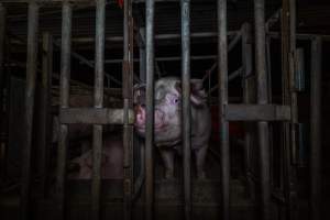 Sow in cage - Captured at Gowanbrae Piggery, Pine Lodge VIC Australia.