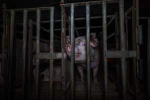 Sow in cage - Captured at Gowanbrae Piggery, Pine Lodge VIC Australia.