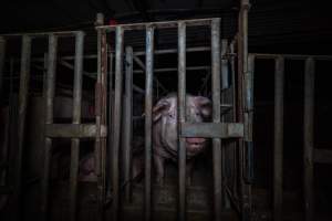 Sow in cage - Captured at Gowanbrae Piggery, Pine Lodge VIC Australia.