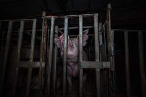 Sow in cage - Captured at Gowanbrae Piggery, Pine Lodge VIC Australia.