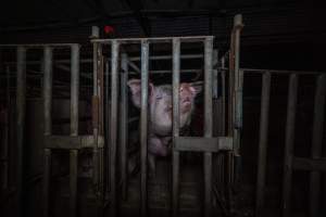 Sow in cage - Captured at Gowanbrae Piggery, Pine Lodge VIC Australia.