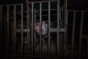 Sow in cage - Captured at Gowanbrae Piggery, Pine Lodge VIC Australia.