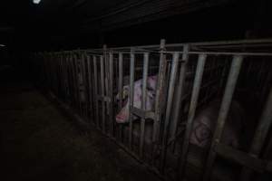 Sow in cage - Captured at Gowanbrae Piggery, Pine Lodge VIC Australia.