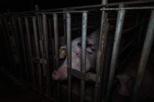 Sow in cage - Captured at Gowanbrae Piggery, Pine Lodge VIC Australia.