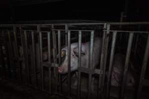 Sow in cage - Captured at Gowanbrae Piggery, Pine Lodge VIC Australia.