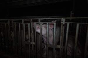 Sow in cage - Captured at Gowanbrae Piggery, Pine Lodge VIC Australia.