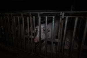 Sow in cage - Captured at Gowanbrae Piggery, Pine Lodge VIC Australia.