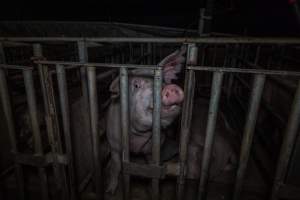 Sow in cage - Captured at Gowanbrae Piggery, Pine Lodge VIC Australia.