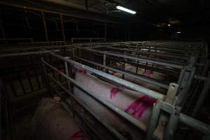 Sows in cages - Captured at Gowanbrae Piggery, Pine Lodge VIC Australia.