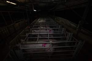 Sows in cages - Captured at Gowanbrae Piggery, Pine Lodge VIC Australia.