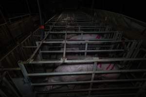 Sows in cages - Captured at Gowanbrae Piggery, Pine Lodge VIC Australia.