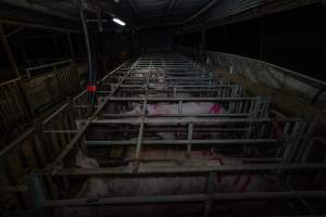 Sows in cages - Captured at Gowanbrae Piggery, Pine Lodge VIC Australia.