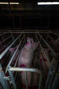 Sows in cages - Captured at Gowanbrae Piggery, Pine Lodge VIC Australia.