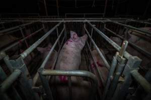 Sows in cages - Captured at Gowanbrae Piggery, Pine Lodge VIC Australia.