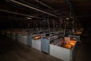 Farrowing crates - Captured at Gowanbrae Piggery, Pine Lodge VIC Australia.