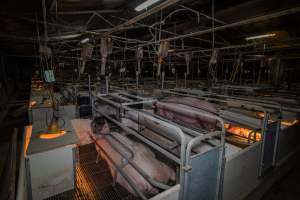 Farrowing crates - Captured at Gowanbrae Piggery, Pine Lodge VIC Australia.