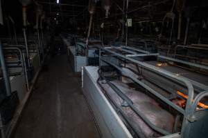 Farrowing crates - Captured at Gowanbrae Piggery, Pine Lodge VIC Australia.