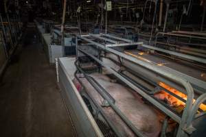 Sow with piglets in farrowing crate - Captured at Gowanbrae Piggery, Pine Lodge VIC Australia.