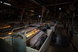 Farrowing crates - Captured at Gowanbrae Piggery, Pine Lodge VIC Australia.