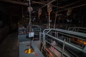 Sow in farrowing crate - Captured at Gowanbrae Piggery, Pine Lodge VIC Australia.