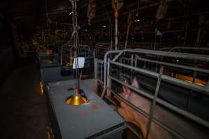 Sow in farrowing crate - Captured at Gowanbrae Piggery, Pine Lodge VIC Australia.