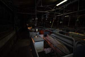 Sow with piglets in farrowing crate - Captured at Gowanbrae Piggery, Pine Lodge VIC Australia.