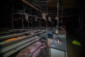 Farrowing crates - Captured at Gowanbrae Piggery, Pine Lodge VIC Australia.