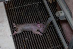 Dead piglet in farrowing crate - Captured at Gowanbrae Piggery, Pine Lodge VIC Australia.