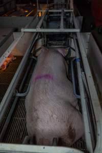 Sow in farrowing crate - Captured at Gowanbrae Piggery, Pine Lodge VIC Australia.