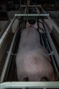 Sow in farrowing crate - Captured at Gowanbrae Piggery, Pine Lodge VIC Australia.