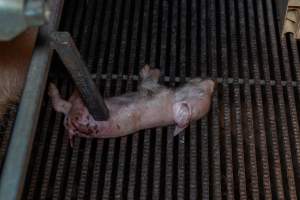 Dead piglet in farrowing crate - Captured at Gowanbrae Piggery, Pine Lodge VIC Australia.