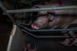 Sow with dead piglets in farrowing crate - Captured at Gowanbrae Piggery, Pine Lodge VIC Australia.
