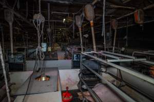 Farrowing crates - Captured at Gowanbrae Piggery, Pine Lodge VIC Australia.