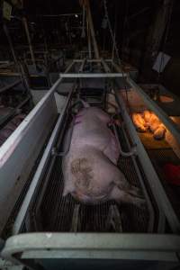 Sow with piglets in farrowing crate - Captured at Gowanbrae Piggery, Pine Lodge VIC Australia.