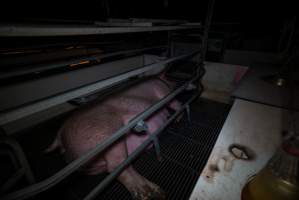 Sow in farrowing crate - Captured at Gowanbrae Piggery, Pine Lodge VIC Australia.