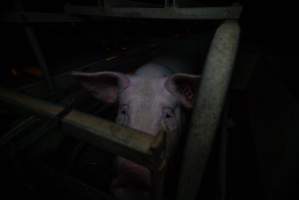 Sow in farrowing crate - Captured at Gowanbrae Piggery, Pine Lodge VIC Australia.