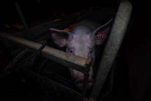 Sow in farrowing crate - Captured at Gowanbrae Piggery, Pine Lodge VIC Australia.