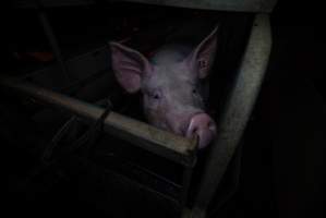 Sow in farrowing crate - Captured at Gowanbrae Piggery, Pine Lodge VIC Australia.