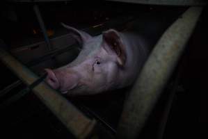 Sow in farrowing crate - Captured at Gowanbrae Piggery, Pine Lodge VIC Australia.