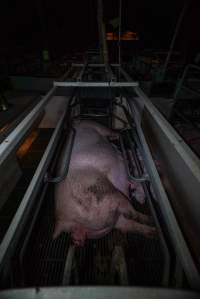 Sow with piglets in farrowing crate - Captured at Gowanbrae Piggery, Pine Lodge VIC Australia.