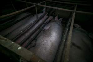 Sows in sow stalls - Captured at Harston Piggery, Harston VIC Australia.